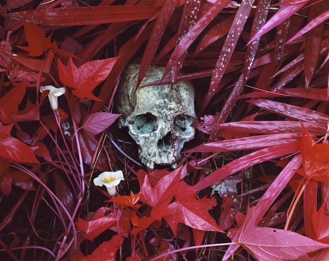 Of Lilies and Remains, 2012, C-print 40 x 50 in. (101.6 x 127 cm.), Edition of 5  1AP