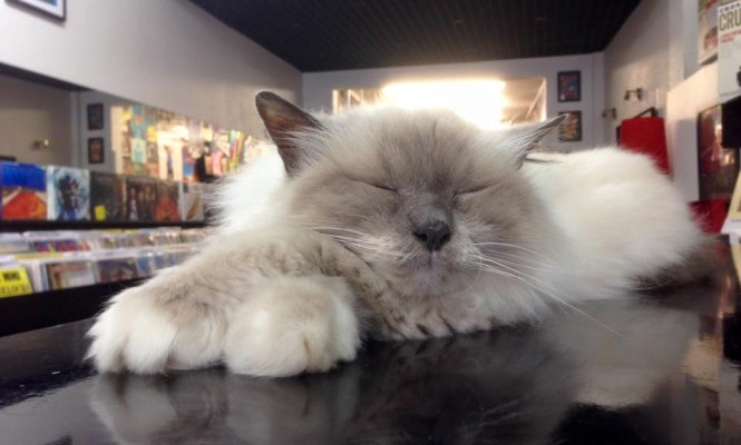 record-store-cat-complaint