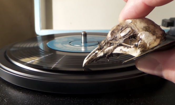 seagull-skull-turntable-needle